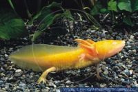 ASLFT0002 Ambystoma mexicanum<br>