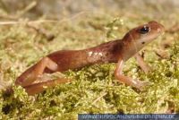 Ensatina eschscholtzii, Eschscholtz-Salamander, Ensatina salamander, Common Ensatina 