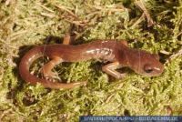 Ensatina eschscholtzii, Eschscholtz-Salamander, Ensatina salamander, Common Ensatina 