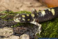 Ambystoma tigrinum mavortium, Westlicher Tigersalamander, Barred Tiger Salamander 