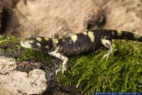 Ambystoma tigrinum mavortium, Westlicher Tigersalamander, Barred Tiger Salamander 