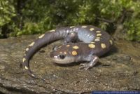 Ambystoma maculatum,Gefleckter Salamander,Spotted Salamander