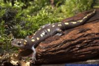 Ambystoma maculatum,Gefleckter Salamander,Spotted Salamander