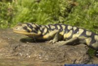 Ambystoma tigrinum,Tigersalamander,Eastern Tiger Salamander,Barred Tiger Salamander