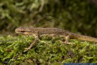 Ambystoma macrodactylum,Langzehen-Salamander.Long-toed Salamander