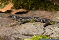 Plethodon glutinosus,Silbersalamander,Northern Slimy Salamander