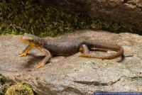 Taricha torosa,Gelbbauchmolch,California Newt