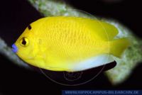 Apolemichthys trimaculatus, Dreipunkt-Rauchkaiserfisch, Threespot angelfish 