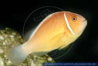 Amphiprion peridairon, Halsband-Anemonenfisch, Pink anemonefish 