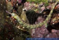 Corythoichthys intestinalis, Drachenkopf-Seenadel, Scribbled pipefish  