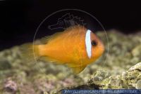 Amphiprion melanopus, Schwarzflossen-Anemonenfisch, Fire clownfish 