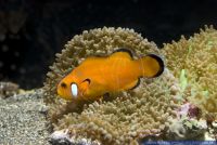 Amphiprion ocellaris, Falscher Clown - Anemonenfisch, Clown anemonefish 