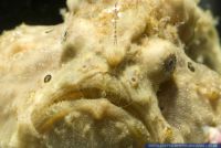 Antennarius maculatus, Warzen Anglerfisch , Warty frogfish 