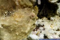 Antennarius maculatus, Warzen Anglerfisch , Warty frogfish 