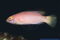 Cirrhilabrus pylei, Pyle Zwerglippfisch, Blue-Margin Fairy-Wrasse, Pyle's Wrasse 