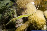 Syngnathoides biaculeatus, Dreieckige Seenadel, Alligator pipefish 