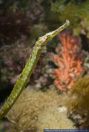 Syngnathoides biaculeatus, Dreieckige Seenadel, Alligator pipefish 