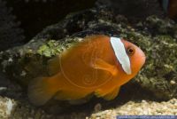 Amphiprion frenatus,Weisslbinden-Gluehkohlen-Anemonenfisch,Tomato clownfish