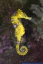 Hippocampus reidi,Langschnaeuziges Seepferdchen,Langschnauzen-Seepferdchen,Orange Long Nose Seahorse