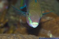 Scarus quoyi,Quoys Papageilippfisch,Quoy's parrotfish