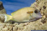 Acanthurus olivaceus,Orangefleck - Doktor,Orangespot surgeonfish