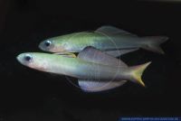 Ptereleotris evides,Scherenschwarnz-Torpedogrundel,Blackfin dartfish