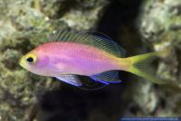 Pseudanthias randalli,Randalls Fahnenbarsch,Randall's Anthias