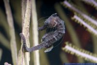Hippocampus kuda,Aestuar Seepferdchen,Spotted seahorse