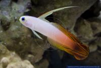 Nemateleotris magnifica,Prachtschwertgrundel,Orange FireFish