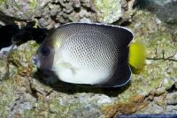 Apolemichthys xanthurus,Indischer Rauchglas - Kaiserfisch,Yellowtail angelfish