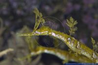 Haliichthys taeniophorus,Fetzen-Seenadel,Ribboned pipefish