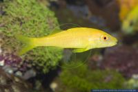 Parupeneus cyclostomus,Gelbsattel-Meerbarbe,Goldsaddle goatfish