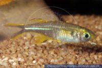 X80555, Pseudomugil signifer, Pazifisches Blauauge, Pacific Blue-eye; Southern Blue-eye  
