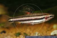 Nannostomus marginatus, Zwerg-Ziersalmler, Dwarf pencilfish  