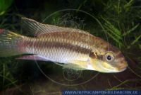 Pelvicachromis subocellatus "MATADI" , Augenfleck-Prachtbarsch; Rotvioletter Prachtbarsch, Violet Cichlid  