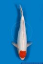 FSWFT02098 Cyprinus carpio Tancho Kohaku<br>Natur, Nature, Animals, Tiere, ichthyo, fische, fishes, aquarium, aquaristic, aquaristik, freshwater, suesswasser, zierfische, fauna, zoologie