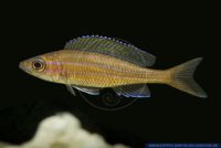 Paracyprichromis nigripinnis 'Blue Neon',Kaerpflingsbuntbarsch,Cyprichromis