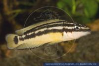 A38940, Julidochromis ornatus, Gelber Schlank-Cichlide, Yellow Slender-Cichlid; Julie  