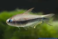 Nematobrycon palmeri,Kaiser Tetra,Emperor tetra