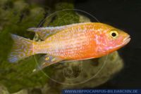 Aulonocara sp.'Firefish'