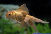 Carassius auratus Oranda Kupfer,Goldfisch,Goldfish