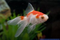 Carassius auratus Rotweiss,Goldfisch,Goldfish