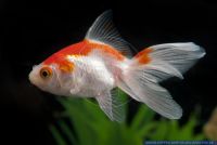 Carassius auratus Rotweiss,Goldfisch,Goldfish