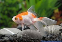 Carassius auratus Rotweiss,Goldfisch,Goldfish