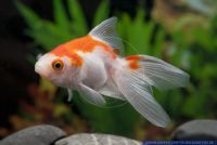 Carassius auratus Rotweiss,Goldfisch,Goldfish