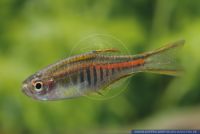 Celestichthys choprae,Burma-Danio,Burma Danio