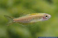 Celestichthys choprae,Burma-Danio,Burma Danio