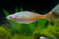 Chilatherina bleheri,Blehers Regenbogenfisch,Bleher's Rainbowfish