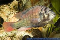 FSWFT0391 Haplochromis obliquidens<br>