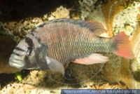 FSWFT0392 Haplochromis obliquidens<br>